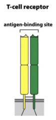 <p>allows for recognition of virtually any pathogen</p><p>diversity is generated at the antigen binding site by genetic recombination events targeted to the TCR gene</p>