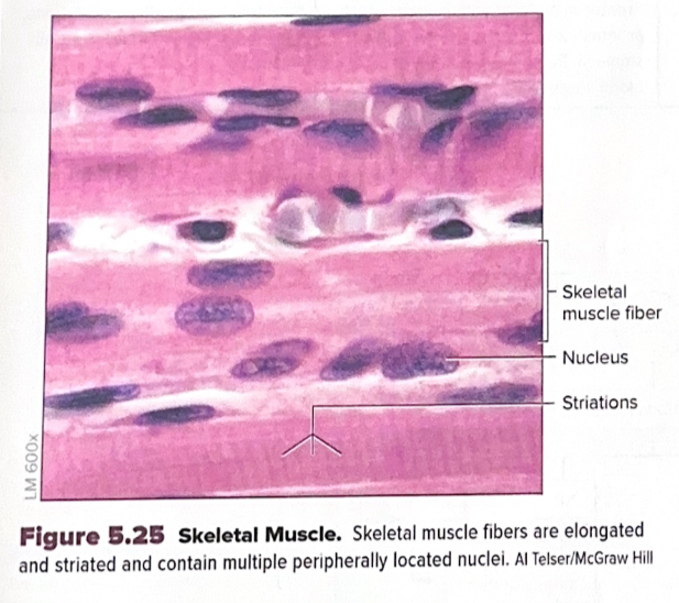<p>Muscle tissue consisting of elongated, striated fibers that contain multiple peripherally located nuclei.</p>