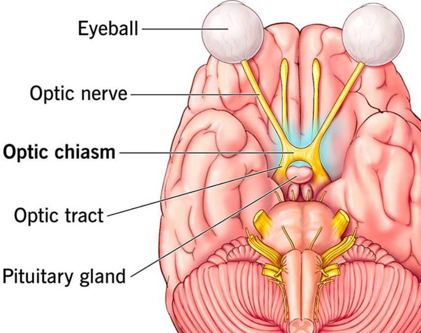 <p>optic nerve </p>