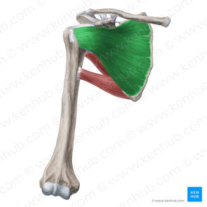 <p>subscapularis (ACTION)</p>