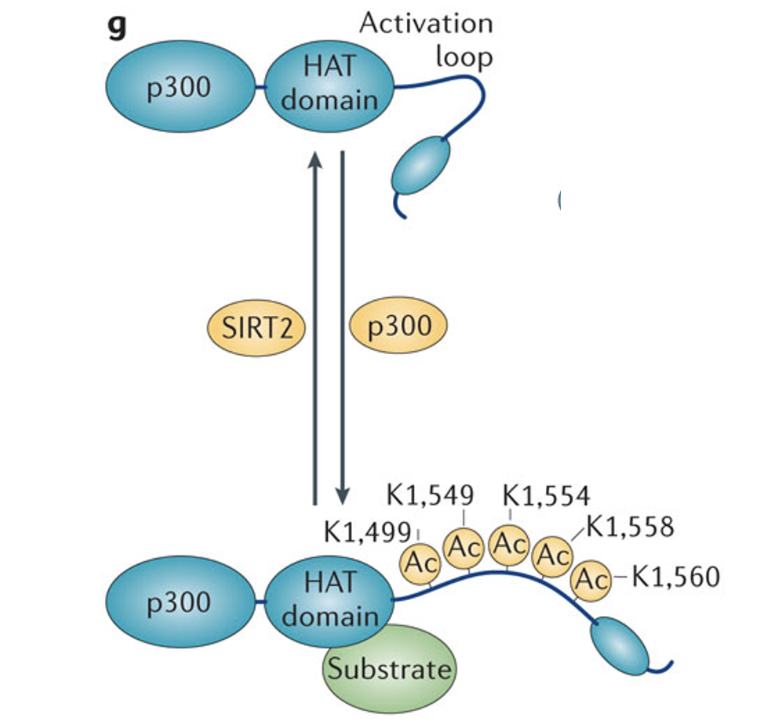 <p>Explain autoacetylation of p300/CBP, including the activation loop, the hyperacetylated and hypoacetylated states, and the deacetylase that reverses it</p>