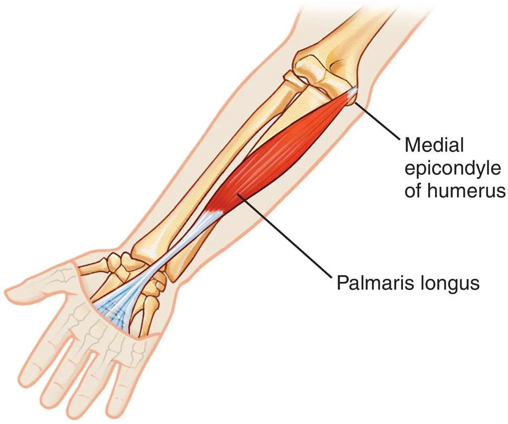 <p>Palmaris longus</p>
