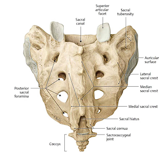 <ul><li><p>4 pairs</p></li><li><p>Exit of the posterior and anterior rami of the spinal nerves</p></li><li><p>Anterior (pelvic) are larger than posterior (dorsal) ones</p></li></ul><p></p>