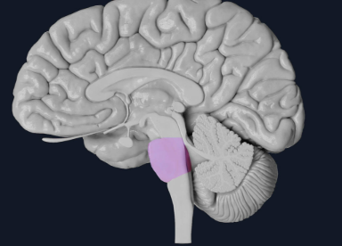 <p><span>The middle section of the brainstem. Similar to the medulla oblongata, it contains spinal cord tracts as well as nuclei, that help control respiration and sleep.</span></p>