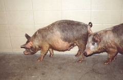 <p>This pig over 4 weeks old is having diarrhea. Thoughts?</p>