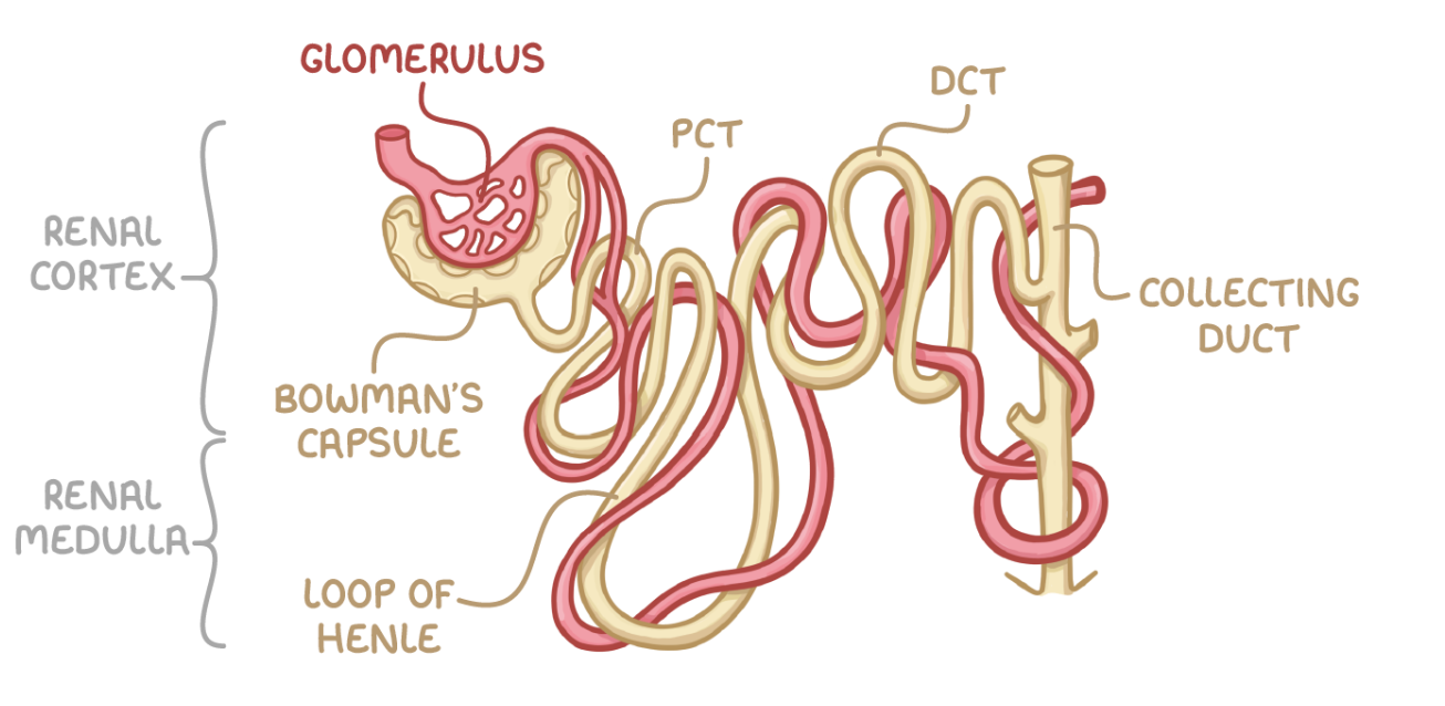 <p>PCT = proximal convoluted tubule - closest to Bowman’s capsule</p><p>DCT = distal convoluted tubule - further from Bowman’s capsule</p>