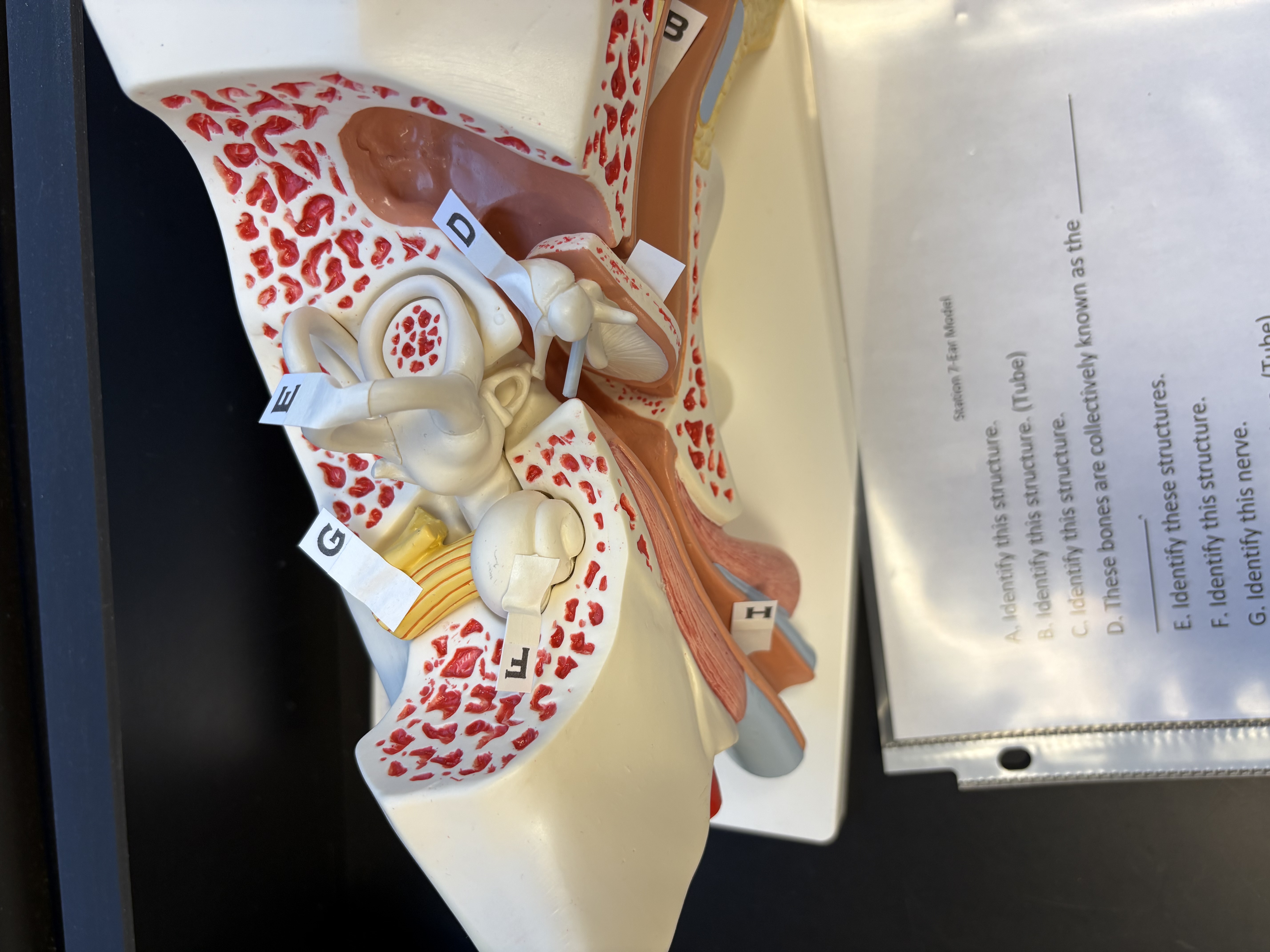 <p>G. identify this nerve</p>