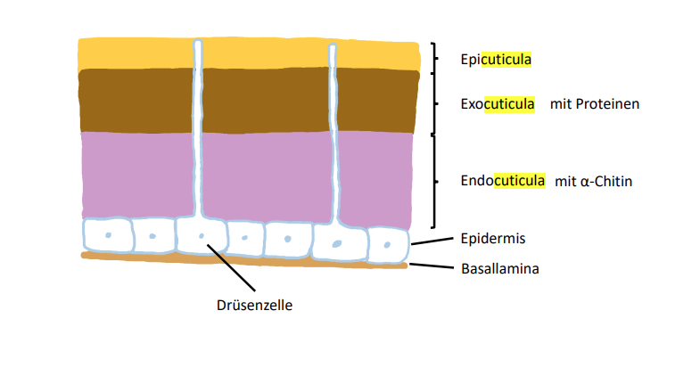 <p><span>Epicuticula</span><br><span>Exocuticula</span><br><span>Endocuticula</span></p>