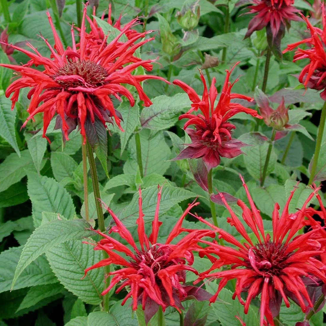 <p>fragrant pubescent leaves</p>