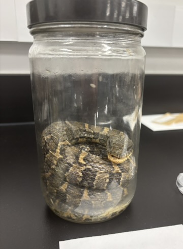 <p>What is this (phylum, subphylum, superclass, class, order, common name)?</p>