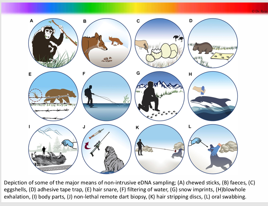 <p>As DNA can be extracted from a variety of material, ____________ allows samples to be collected without handling or disturbing animals.</p><p>Because each individual has its own unique genetic fingerprint, DNA can be used a unique ‘mark’ for mark and recapture methods.</p><p>This type of _________ also can be used to identify species, estimate sex ratios, and provide genetic material for population and landscape genetic studies.</p><p>Depiction of some of the major means of non-intrusive eDNA sampling; (A) chewed sticks, (B) faeces, (C) </p><p>eggshells, (D) adhesive tape trap, (E) hair snare, (F) filtering of water, (G) snow imprints, (H)blowhole </p><p>exhalation, (I) body parts, (J) non-lethal remote dart biopsy, (K) hair stripping discs, (L) oral swabbing.</p>
