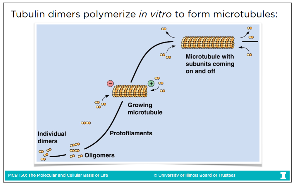 <p>-Tubulin is globular protein made of two different subints called <strong>a(alpha)-tubulin</strong> and<strong> b(beta)-tubulin</strong><br>-Both a-tubulin and b-tubulin have GTP binding sites</p><p>-Only GTP in the <strong>beta subunit</strong> is hydrolzed and GTP hydrolysis weakes the affinity of other tubulin</p>