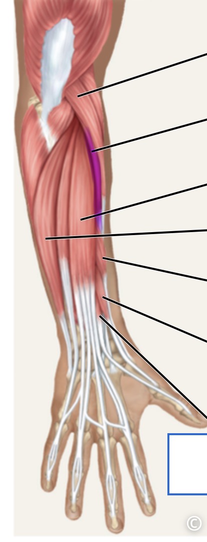 <p>posterior</p>