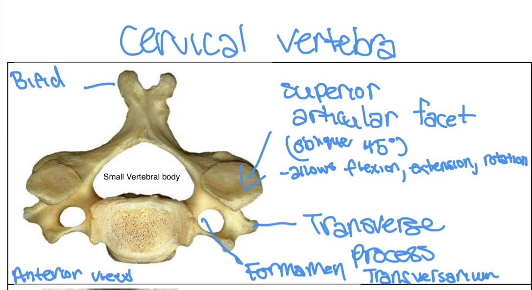 <p>Cervical Vertebrae (anterior/posterior view)</p>