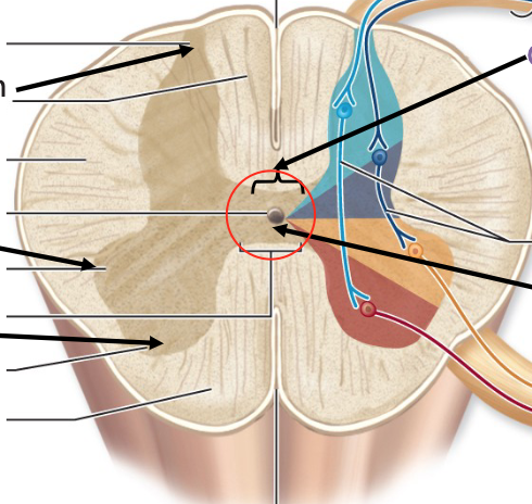 <p>contains the central canal</p>