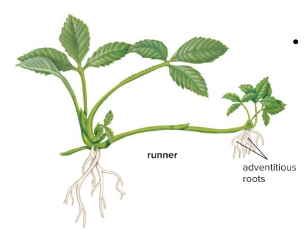 <p>Horizontal stems that grow above the ground and have long internodes. (Strawberry)</p>