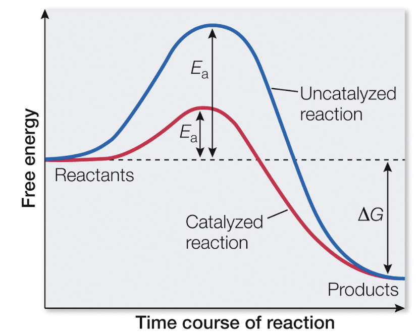 <p>Activation Energy (E<sub>a</sub>) </p>
