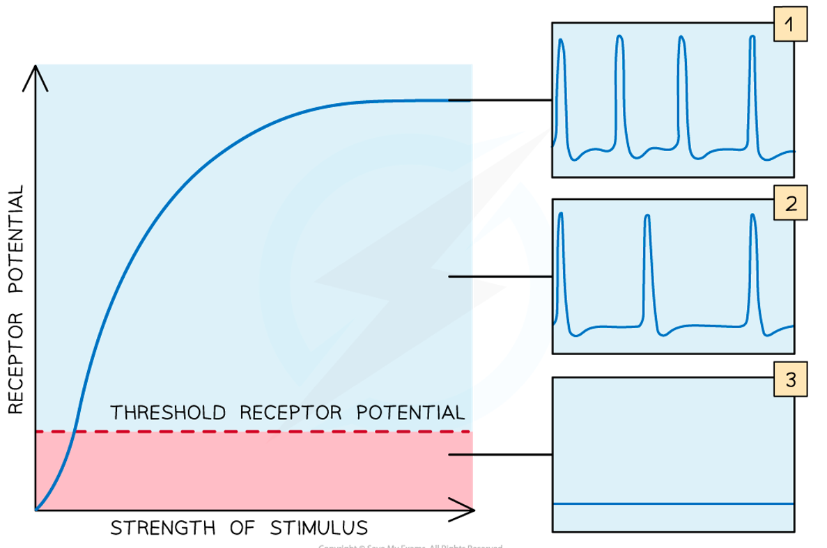 <p>If a stimulus is too weak, then threshold potential will not be reached &amp; there will be no action potential, while a stimulus that is strong enough for threshold potential to be reached will always result in an action potential:</p><ul><li><p>action potentials are always the same size (around +30mV)</p></li><li><p>a strong or long-lasting stimulus will result in the generation of multiple action potentials in quick succession</p><ul><li><p>stronger stimulus → high frequency of action potentials</p></li><li><p>weaker stimulus → lower frequency of action potentials </p></li></ul></li></ul><p></p>