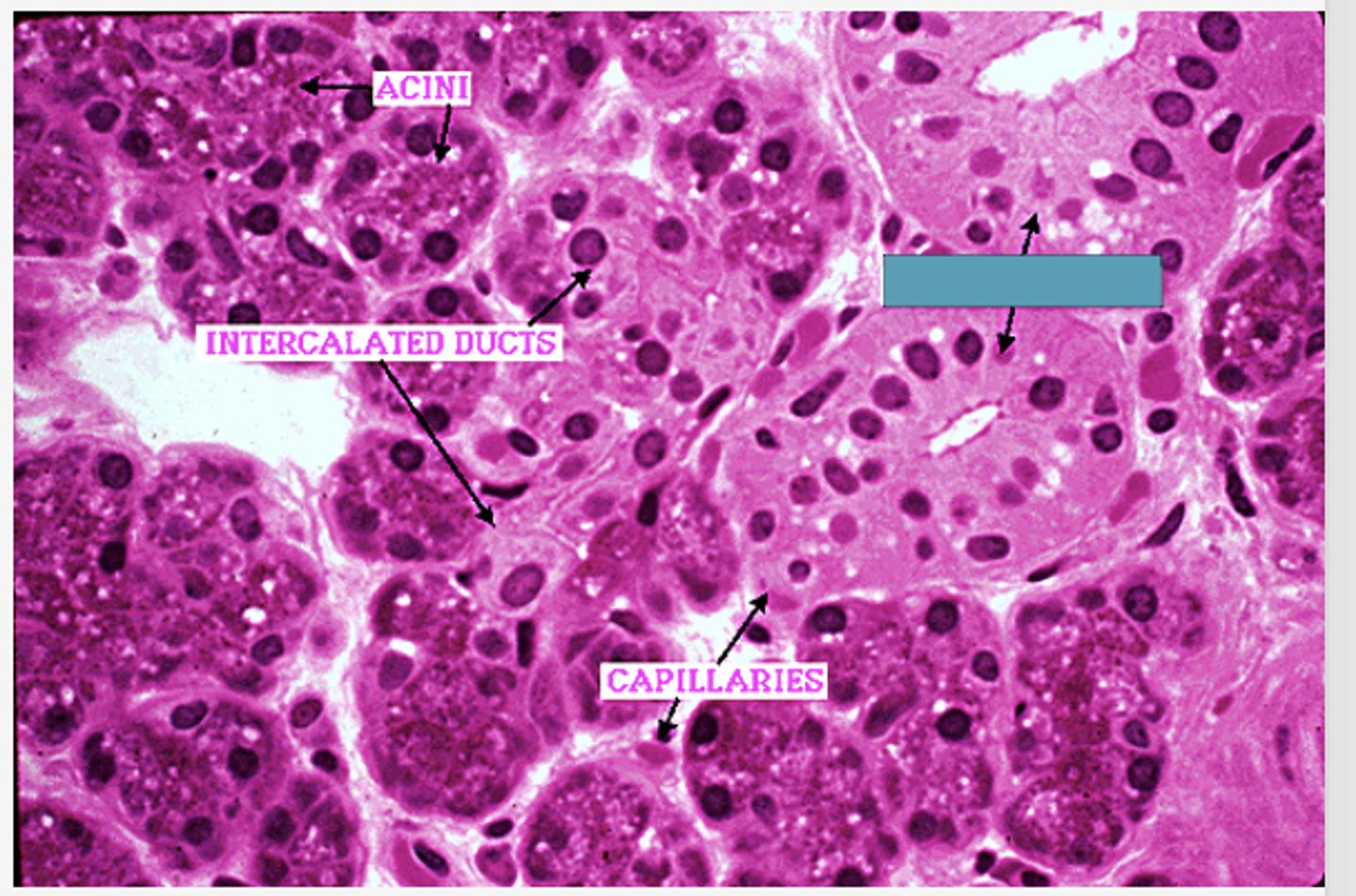 <p>Identify the structure</p>