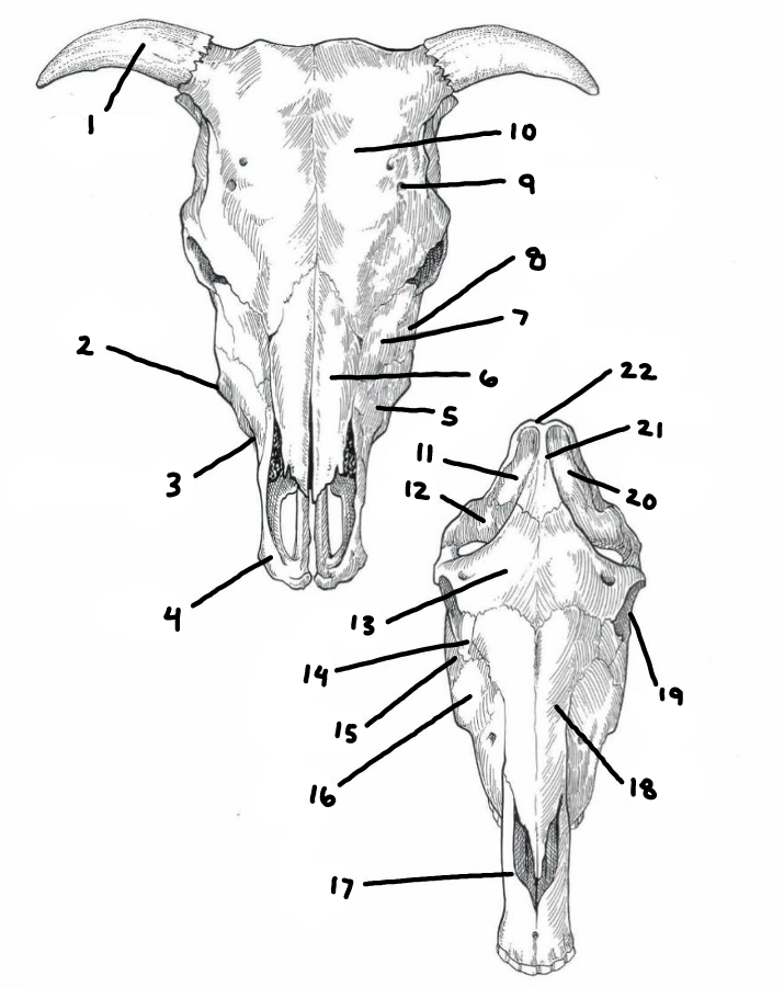 <p>number 18</p>