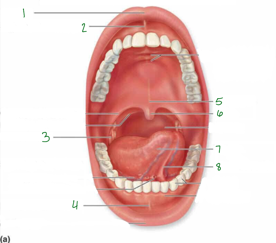 <p>What is 5 pointing to?</p>