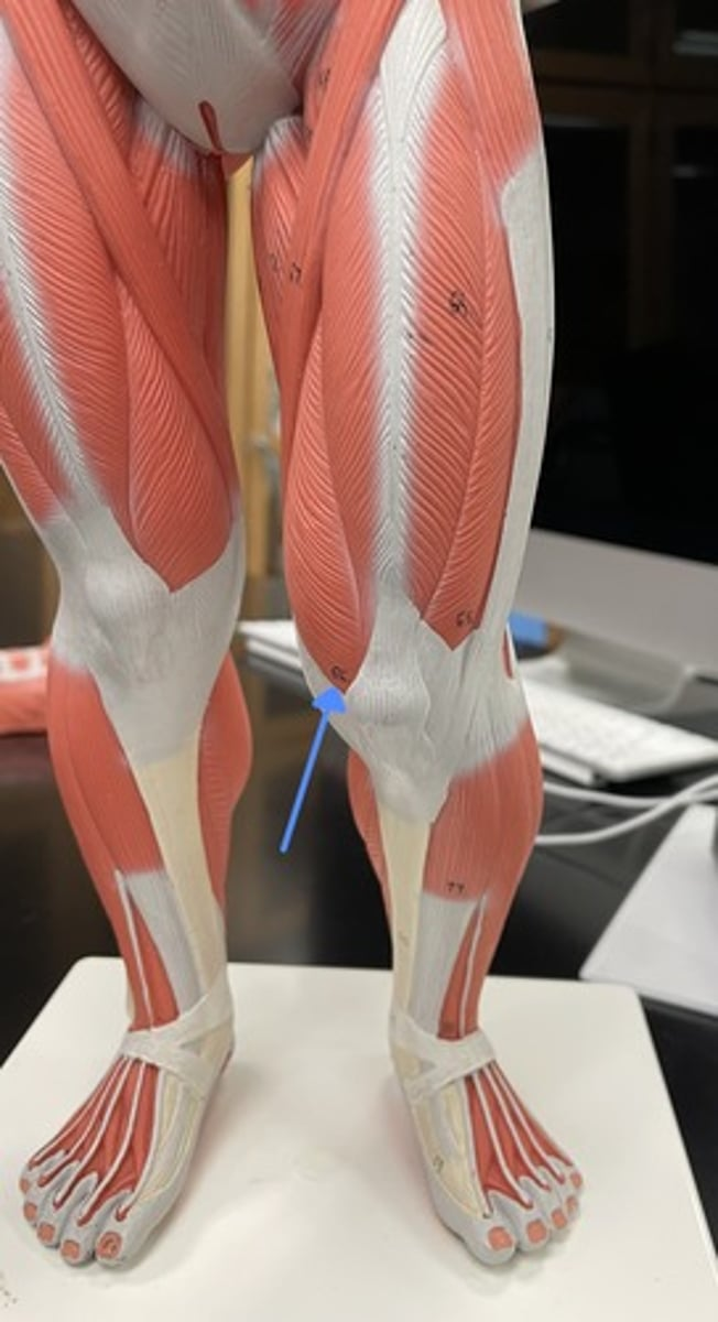 <p>vastus medialis</p><p>origin:</p><p>insertion:</p><p>action:</p>