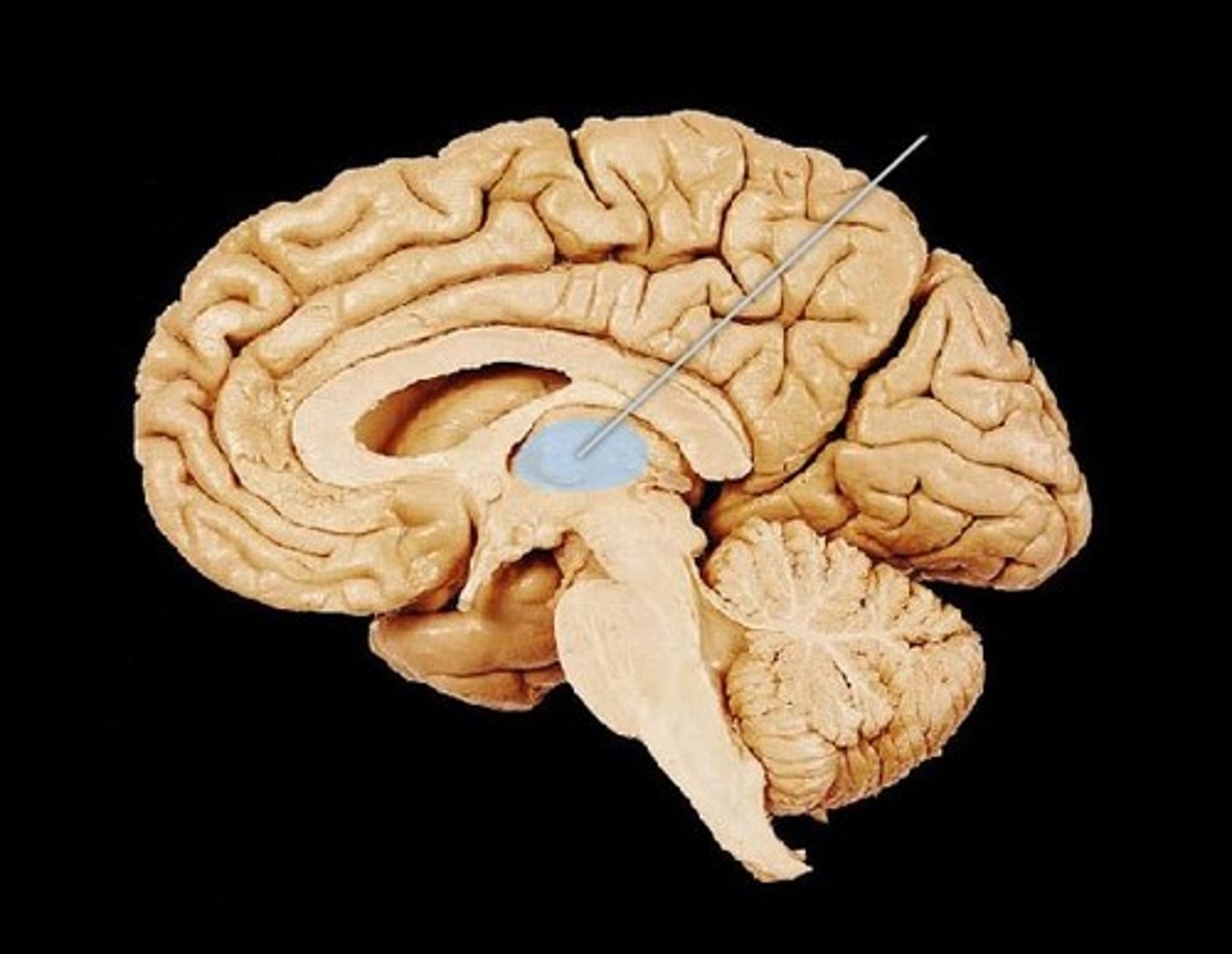 <p>thalamus</p>