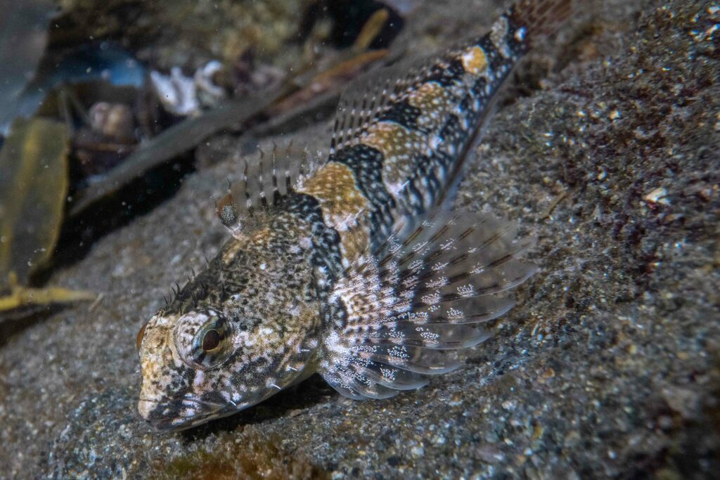 <p>Tidepool Sculpin</p>