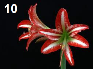 <p>Hippeastrum</p>