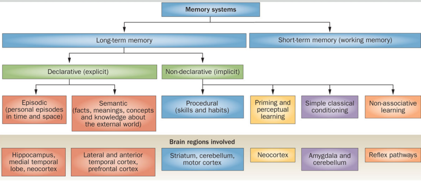 <p>simple classical conditioning- amygdala &amp; cerebellum</p><p>priming and perceptual learning- neocortex</p><p>non-associative learning- reflex pathways</p>