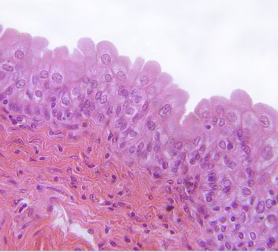 <p>What epithelial tissue is displayed + function</p>