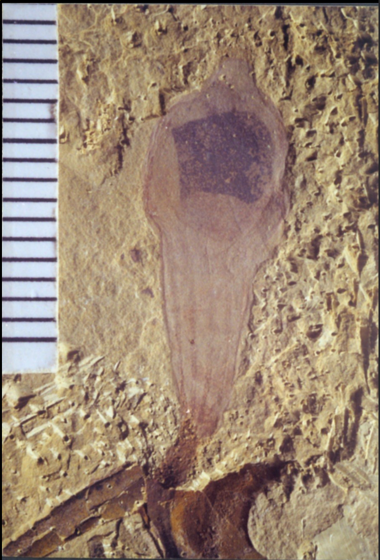 <p>Earliest tunicate (ascidian), Chenjian Fauna, attached to sea floor, early cambrian </p>