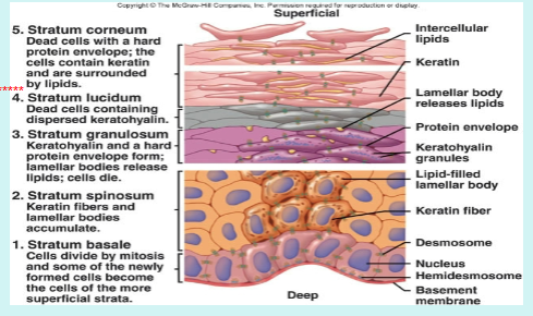<p>Strata of Epidermis</p>