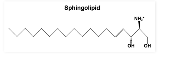 <ul><li><p><strong>Sphingolipids</strong>: Lipids with a backbone containing <strong>aliphatic </strong>(non-aromatic) amino alcohols</p></li><li><p>Important functions in structural support, <strong>signal transduction</strong>, and <strong>cell recognitions</strong></p></li></ul><p></p>