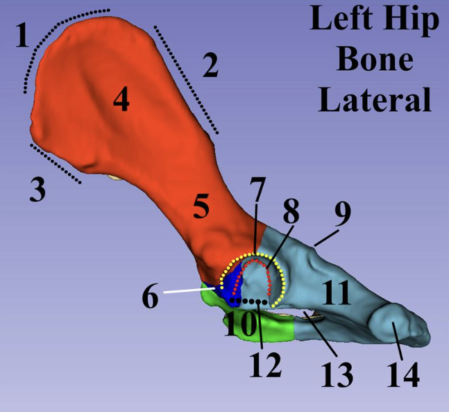 <p>Lateral Left Hip Bone (#12)</p>
