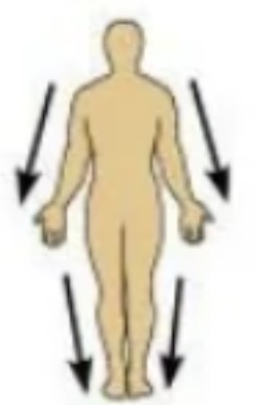 <p>which directional term is this?</p>