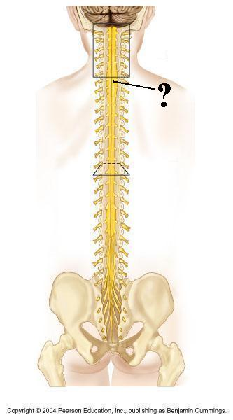 <p>Identify the indicated structure</p>