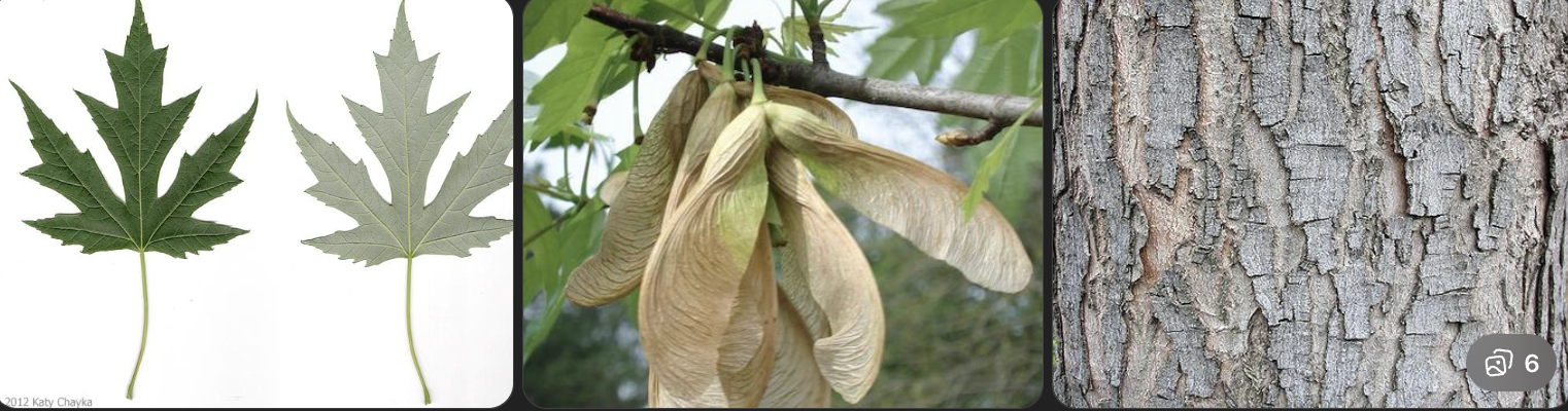 <p>Identify this tree</p>