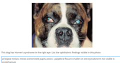 <p>Loss of sympathetic stimulation</p><p>- miosis (small pupil)</p><p>- 3rd eyelid prolapse</p><p>- enophthalmus (eye sinks)</p><p>- ptosis (drooping upper eyelid)</p><p>+ otitis media can also lead to otitis interna, and extension to brainstem</p>