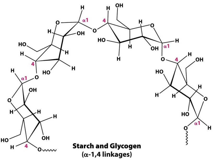 <p>Identify the following structures: (glycogen/cellulose, branched/unbranched)</p>