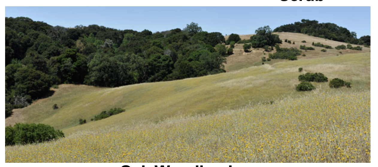 <p>California Plant Community 4</p>