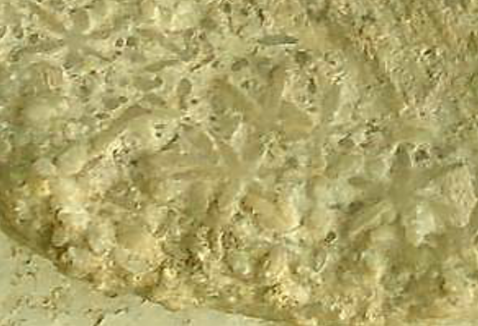 <p>What type of sponge is this?</p>