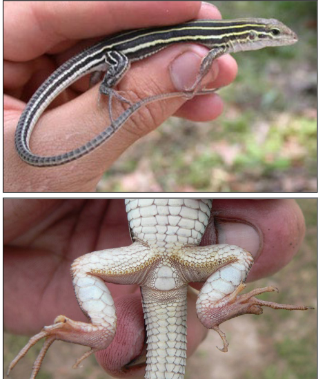 <p>Six-lined Racerunner slender bodied with 6 thin yellow stripes from eye to base of tail; plate-like ventral</p><p>scales larger than dorsal scales, fastest</p>