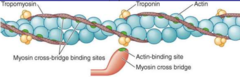 <p>in the resting state, it blocks the myosin binding sites on actin</p>