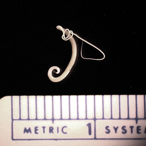 <p>What adult roundworm is this?</p>