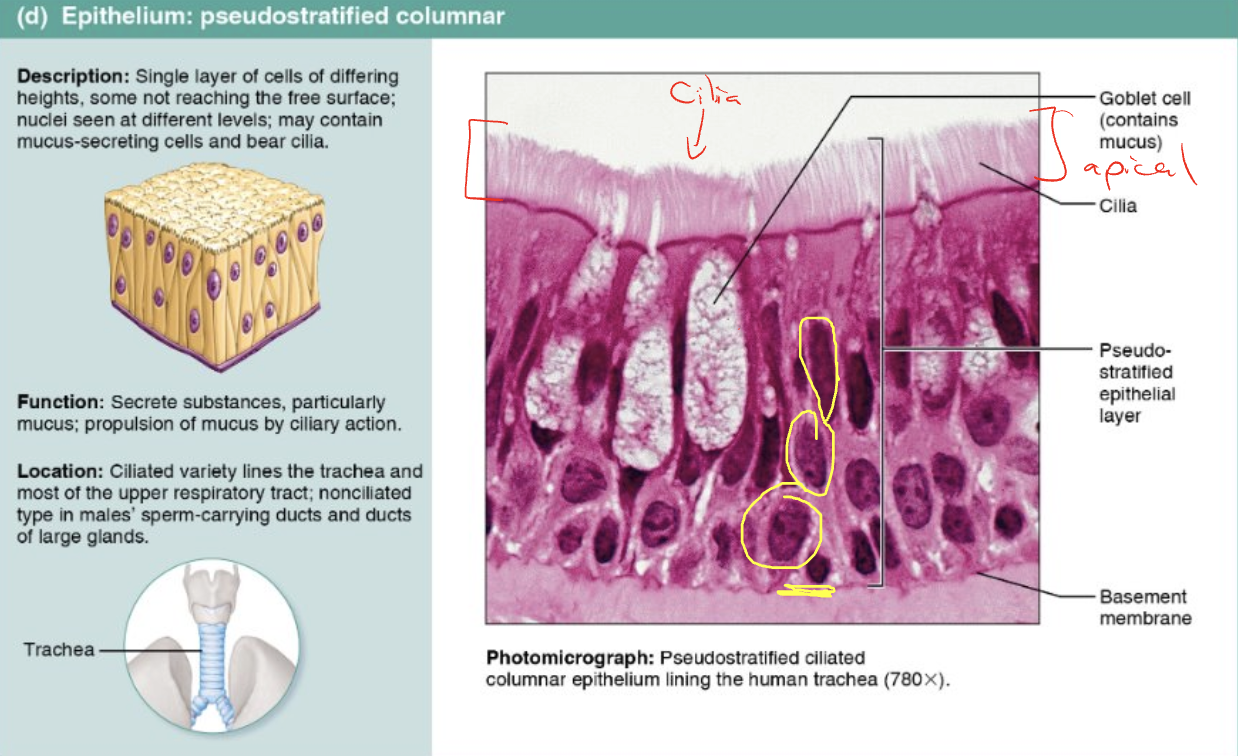 <ul><li><p>Single layer of cells of differing heights, not reaching the free surface</p><ul><li><p>Nuclei are seen at different levels; may contain mucus-secreting cells and bear cilia</p></li></ul></li><li><p>Function: secrete substances, particularly mucus; propulsion of mucus by ciliary action</p></li><li><p>Location: ciliated variety lines the trachea and most of the upper respiratory tract; nonciliated types in males’ sperm-carrying ducts and ducts of large glands</p></li></ul><p></p>