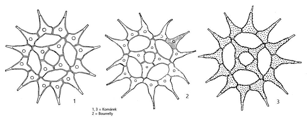 <p>Identify</p>