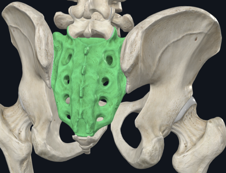 <p>what is this following bone?</p>