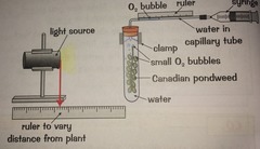 <p>Pondweed experiment</p><p>-oxygen production shows the rate of photosynthesis</p><p>-the faster the oxygen production, the faster the rate of photosynthesis</p><p>1)pondweed left to photosynthesise in a set amount of time, oxygen released is collected in the capillary tube</p><p>2)at the end the syringe is used to draw the gas bubble in the tube up alongside a ruler</p><p>The length of the gas bubble is measured and is proportional to the volume of O2 produced</p>