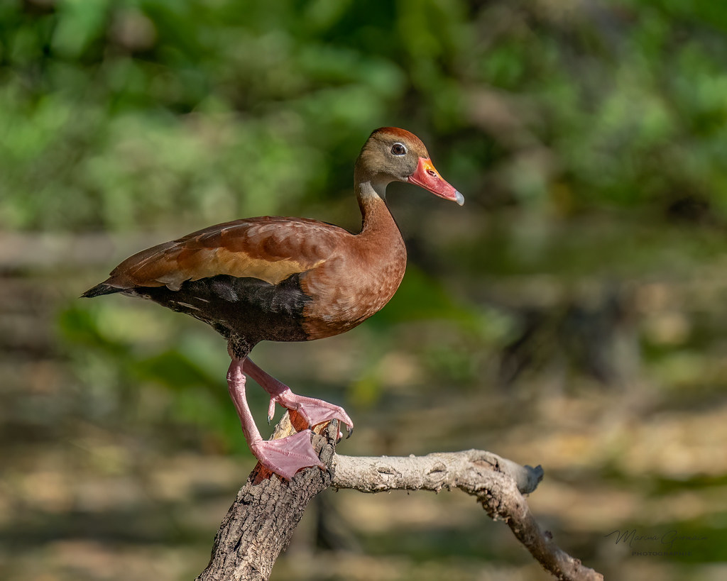 <p>Dendrocygne à ventre noir</p>